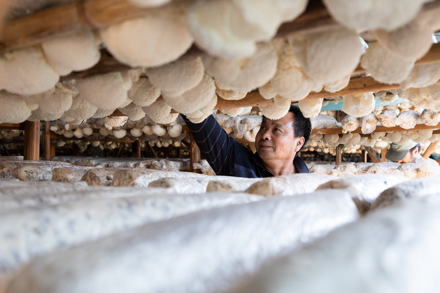 Man working with mushroom cultivation in a greenhouse