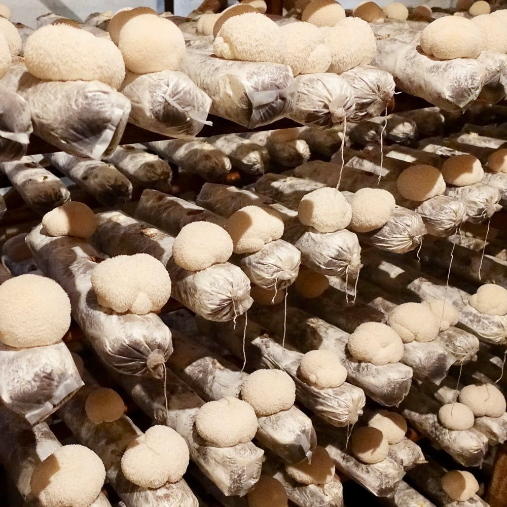 Mushrooms in plastic bags on a rack