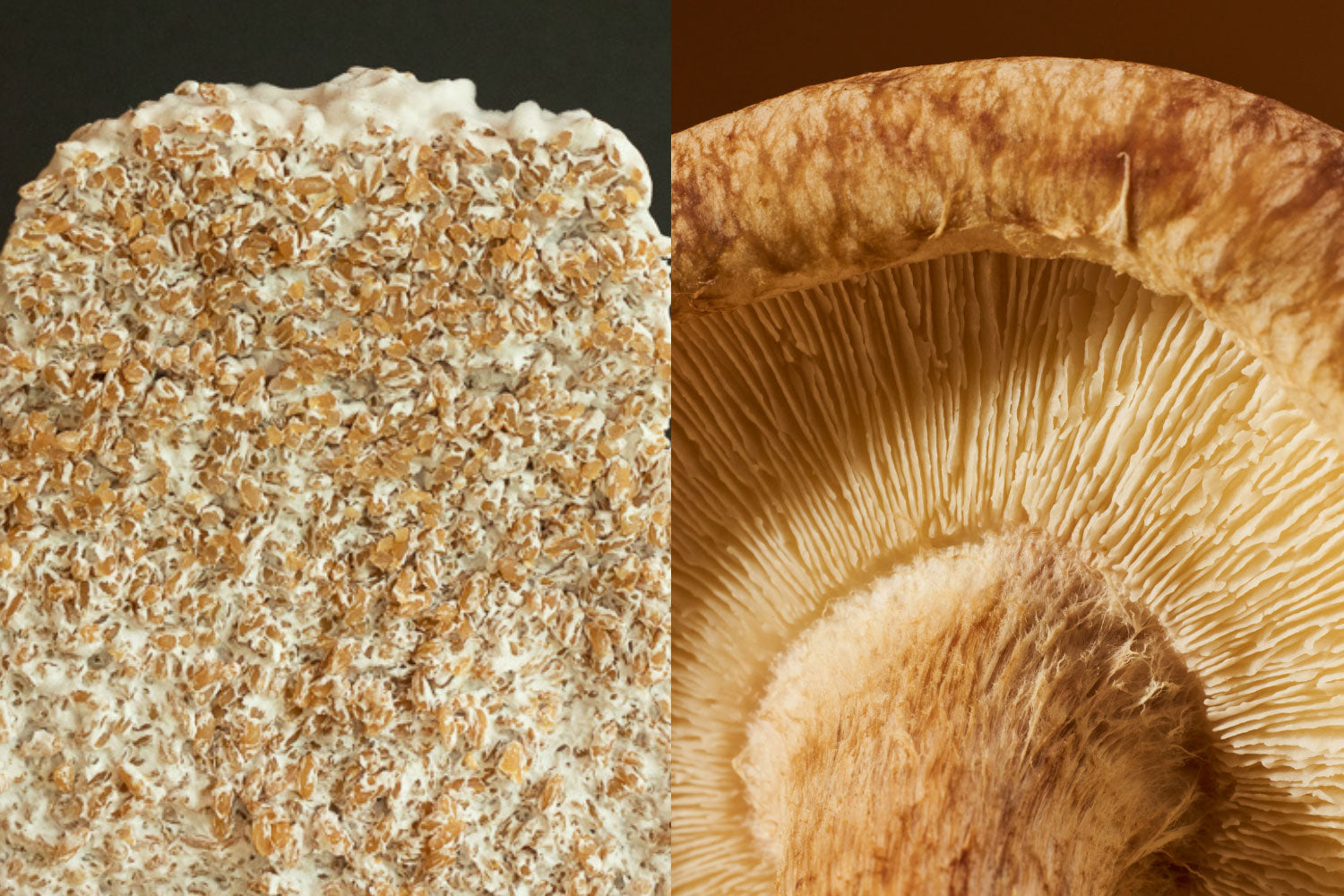 Close-up of a textured rock on the left and a mushroom cap on the right.
