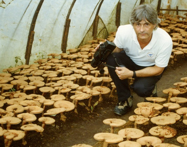 Man inspecting mushroom cultivation in a greenhouse