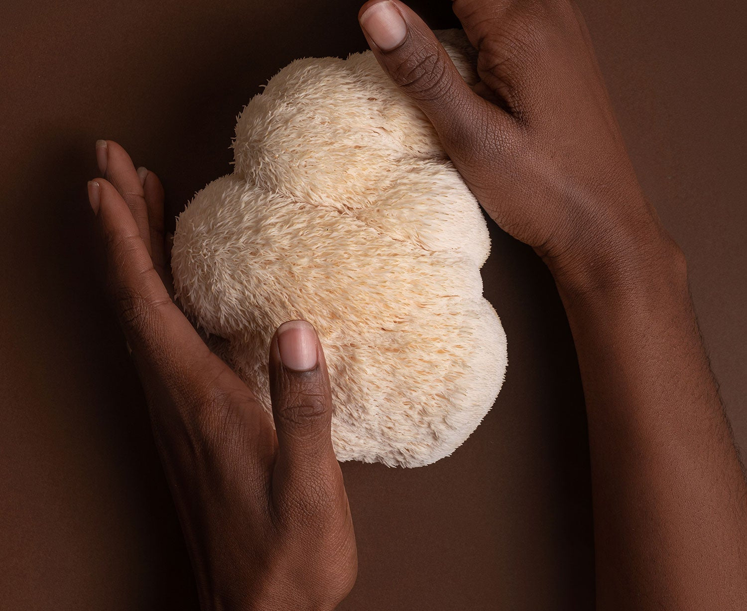 Two hands holding a Lion's Mane Mushroom against a brown background